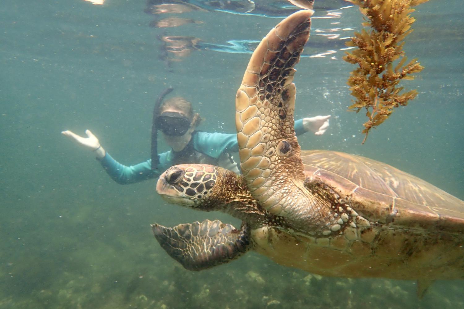 一名<a href='http://7q.babyfeedingshop.com'>bv伟德ios下载</a>学生在Galápagos群岛游学途中与一只巨龟游泳.